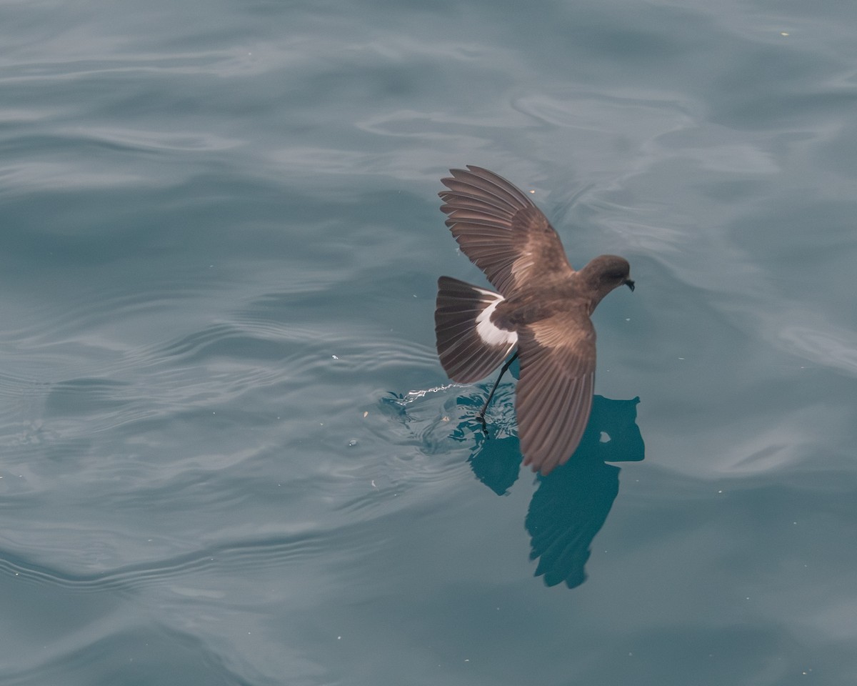 Elliot's Storm-Petrel - ML646986639