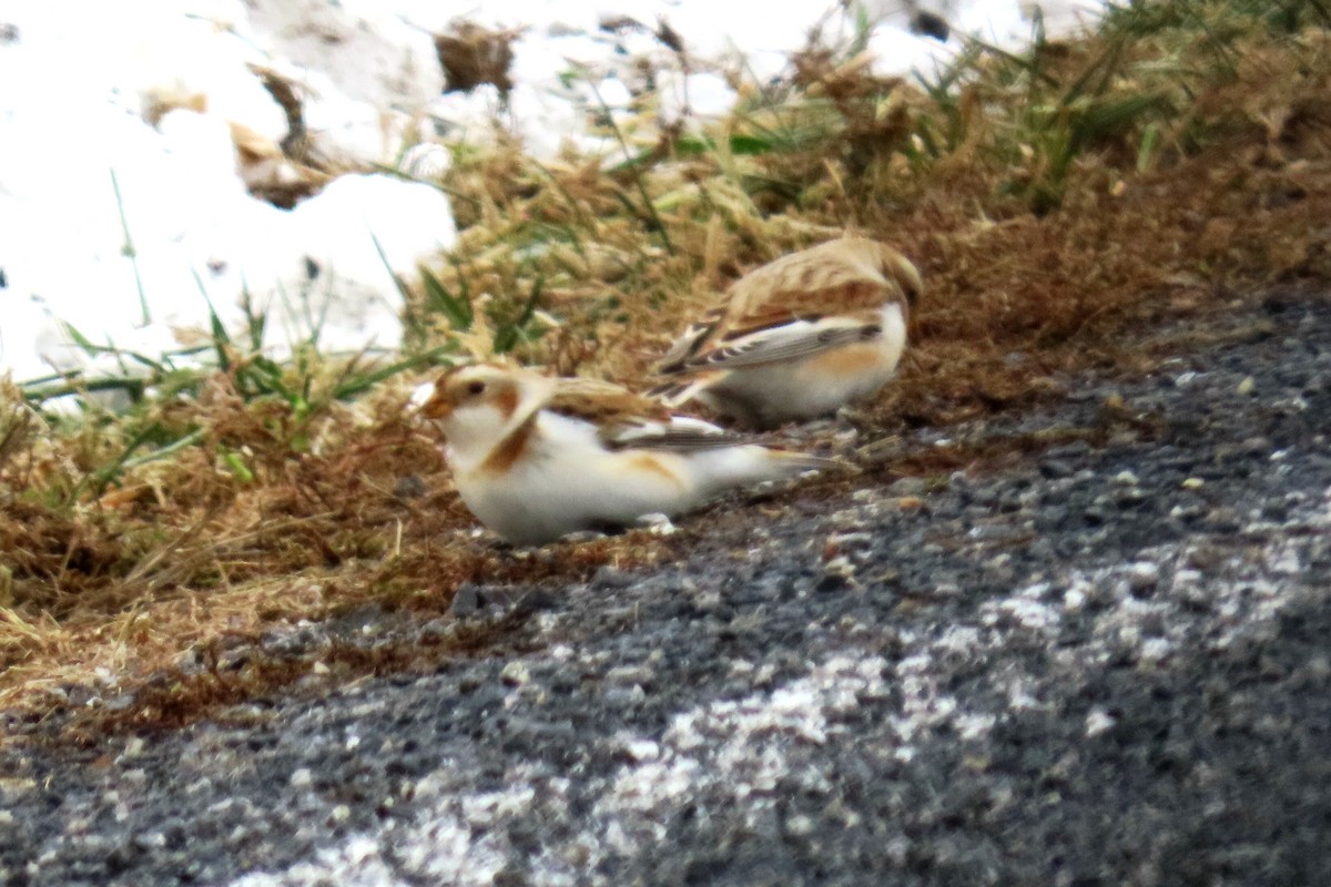 Пуночка - ML646986640