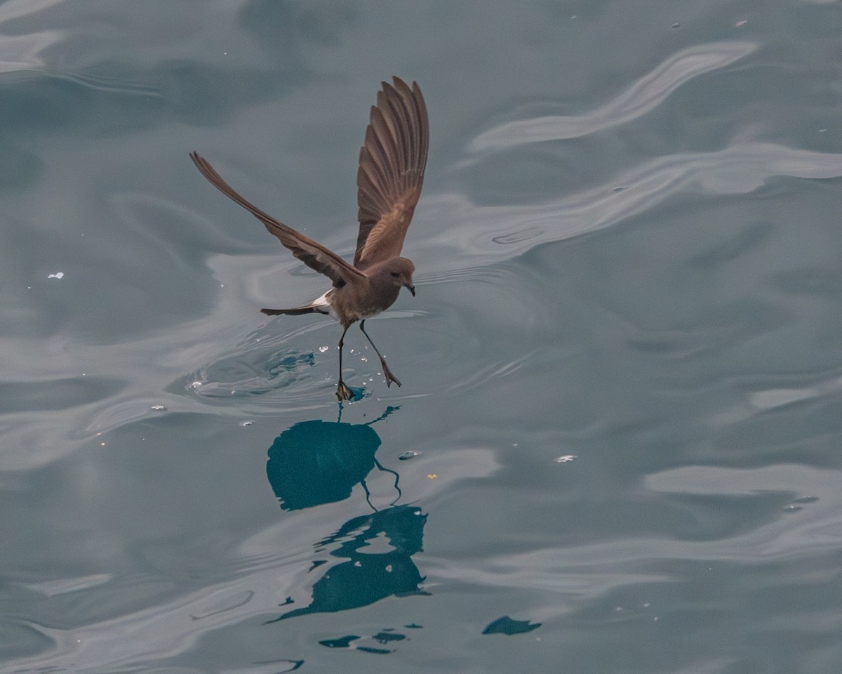 Elliot's Storm-Petrel - ML646986641