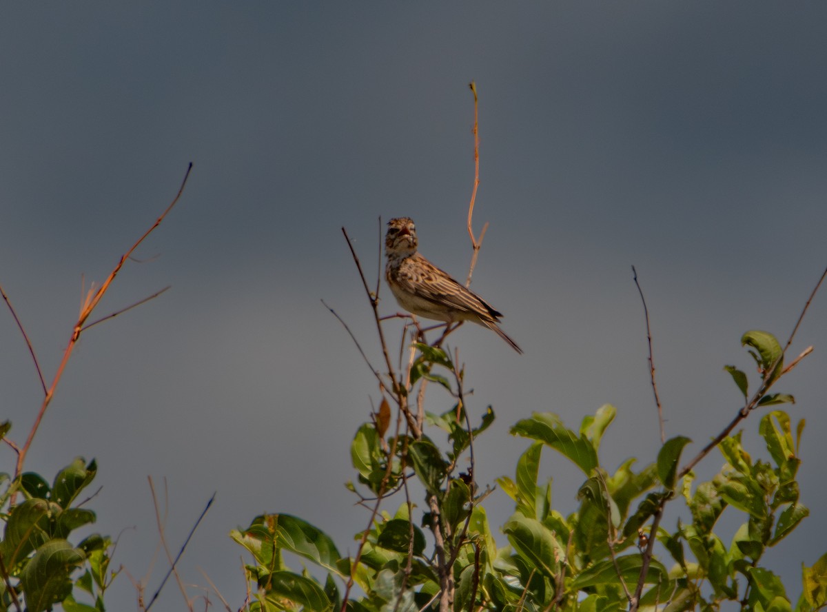 ハヤシヤブヒバリ - ML646986642