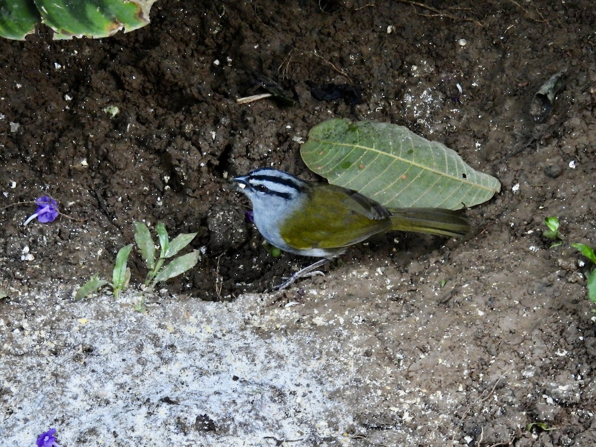 Black-striped Sparrow - ML646986643