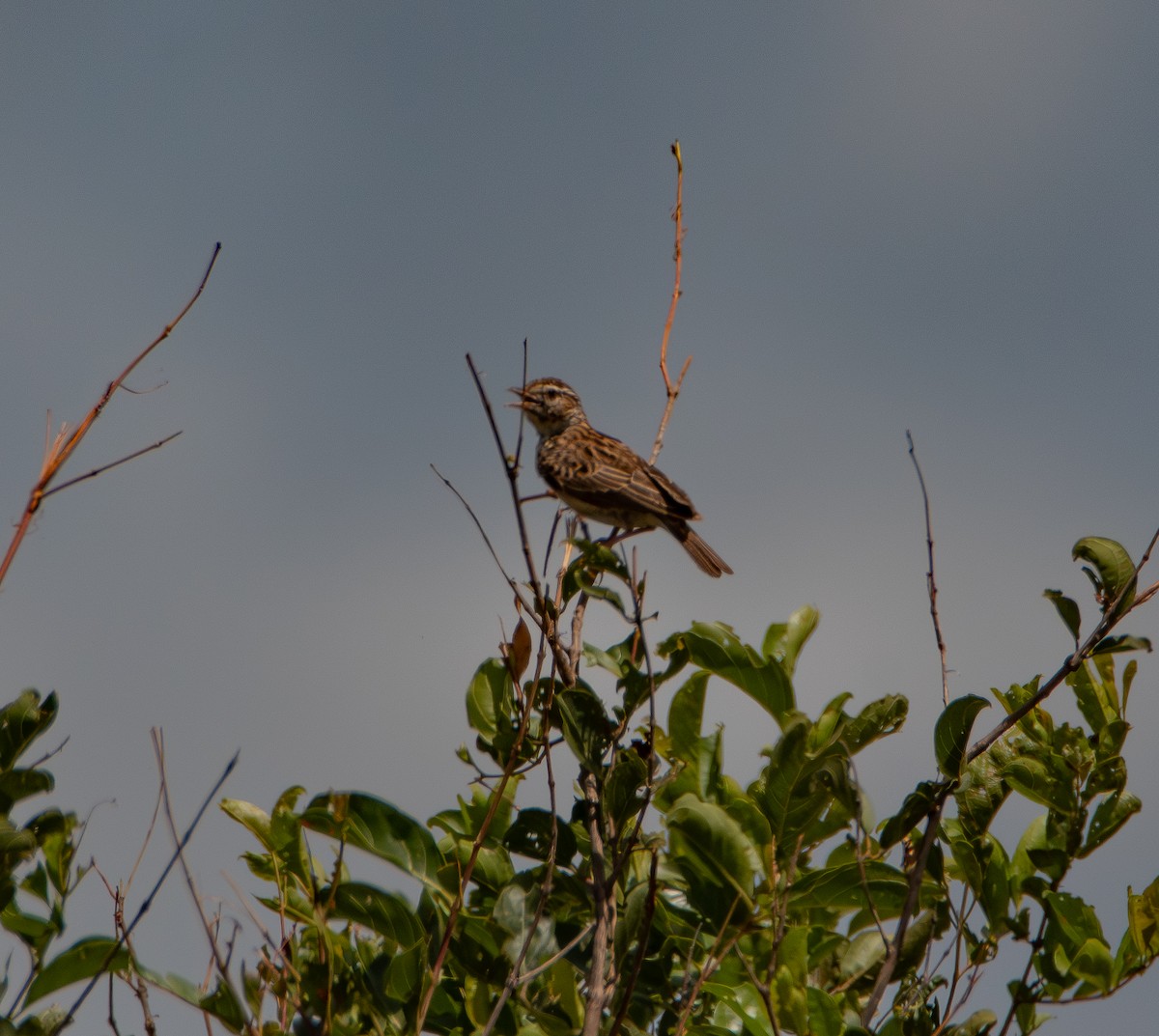 ハヤシヤブヒバリ - ML646986646