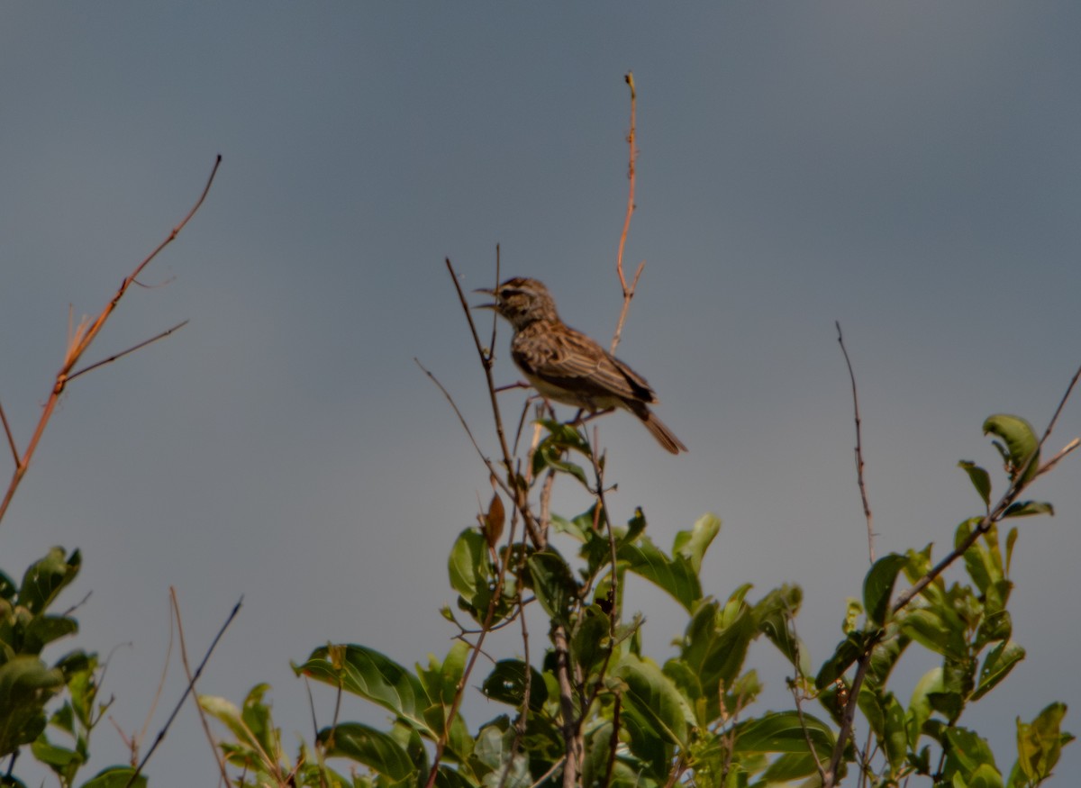 ハヤシヤブヒバリ - ML646986648