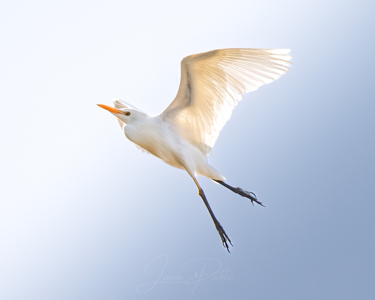 Western Cattle-Egret - ML646986655