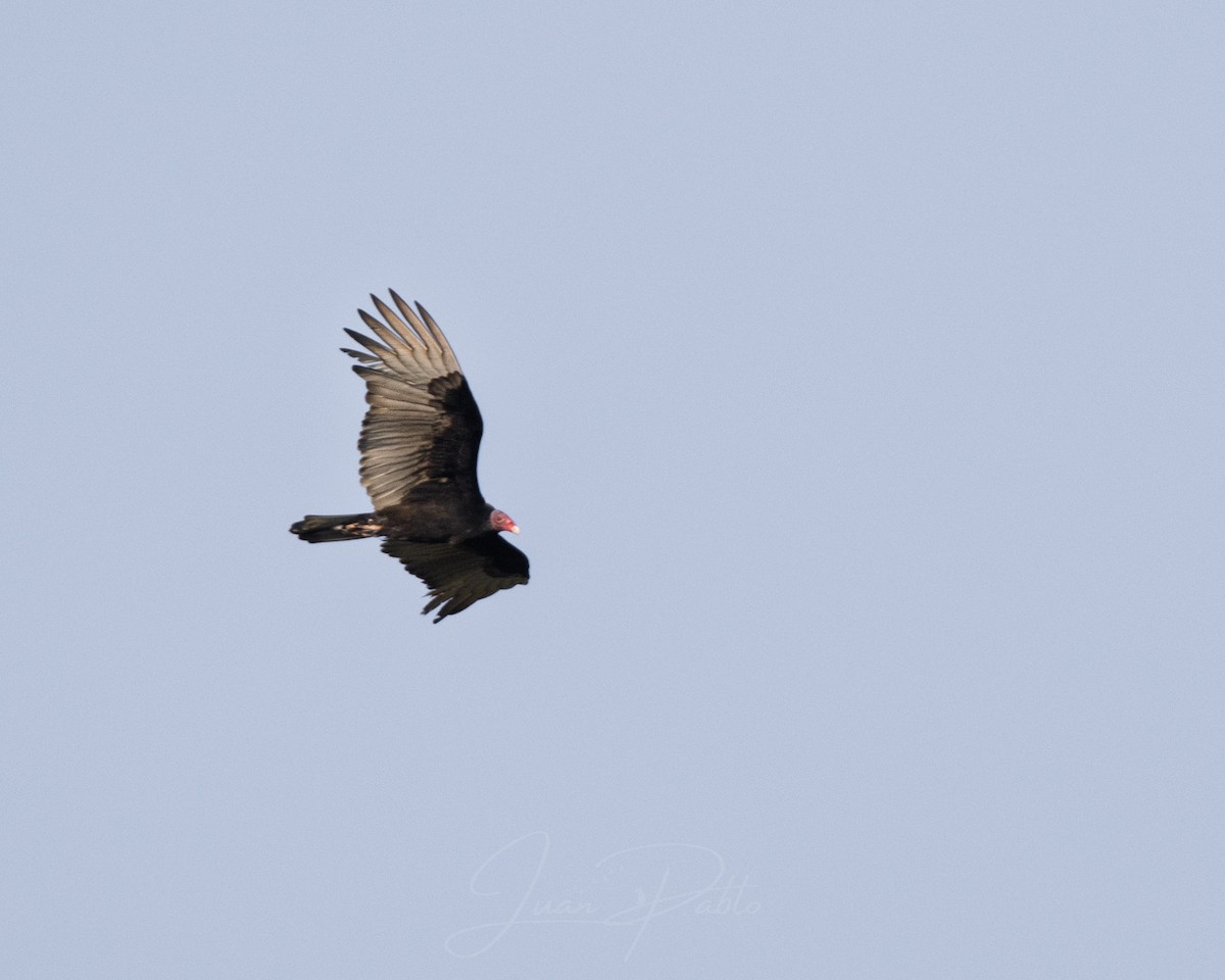 Turkey Vulture - ML646986658