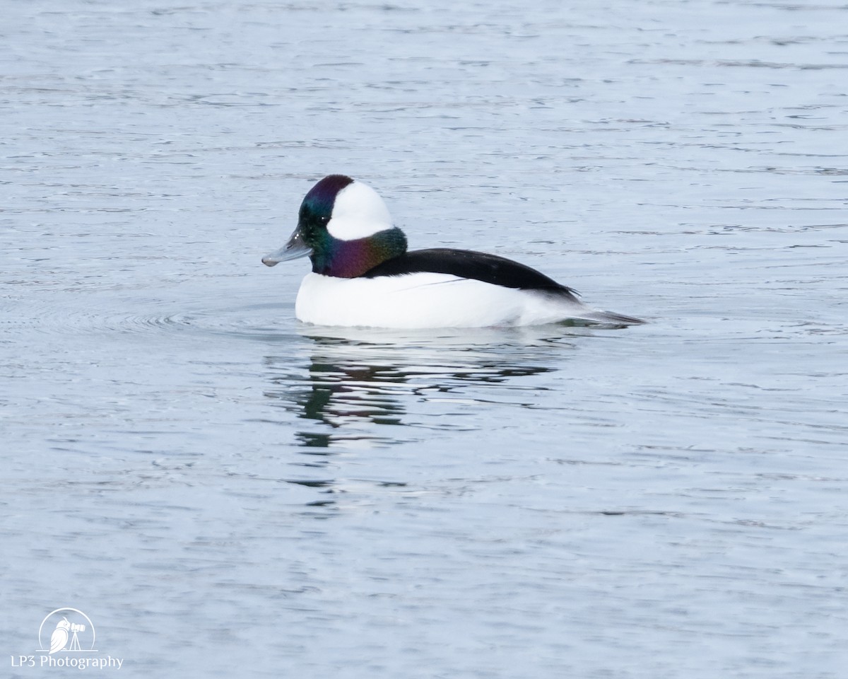 Bufflehead - ML646986659