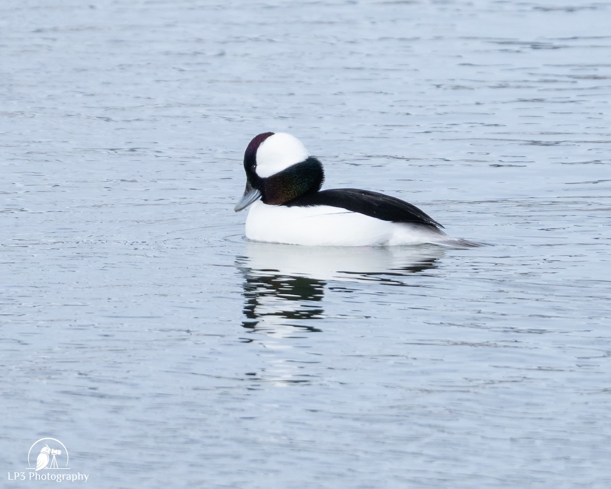 Bufflehead - ML646986660