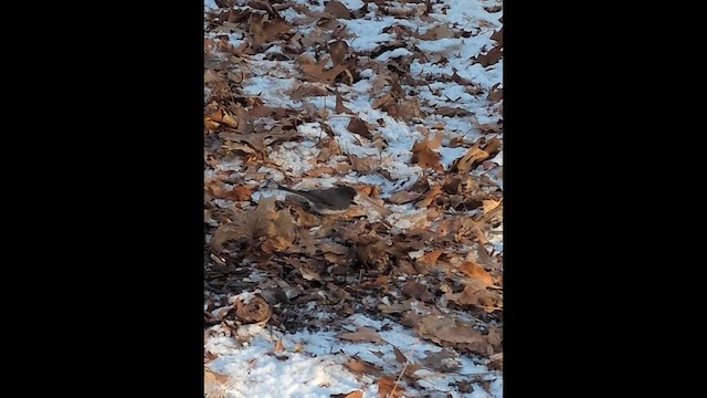 Kara Gözlü Junko - ML646986661