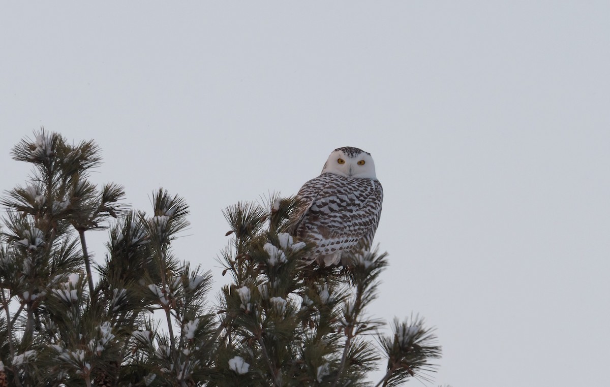 Белая сова - ML646986662