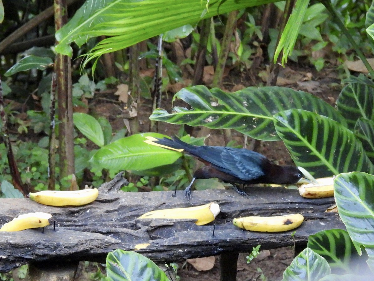 Chestnut-headed Oropendola - ML646986663