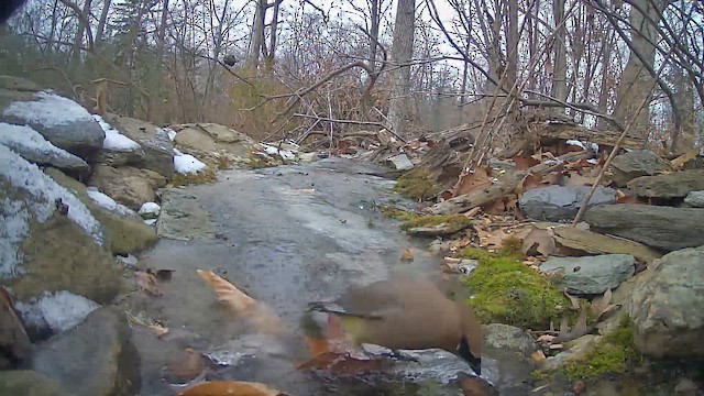 Sedir İpekkuyruğu - ML646986664