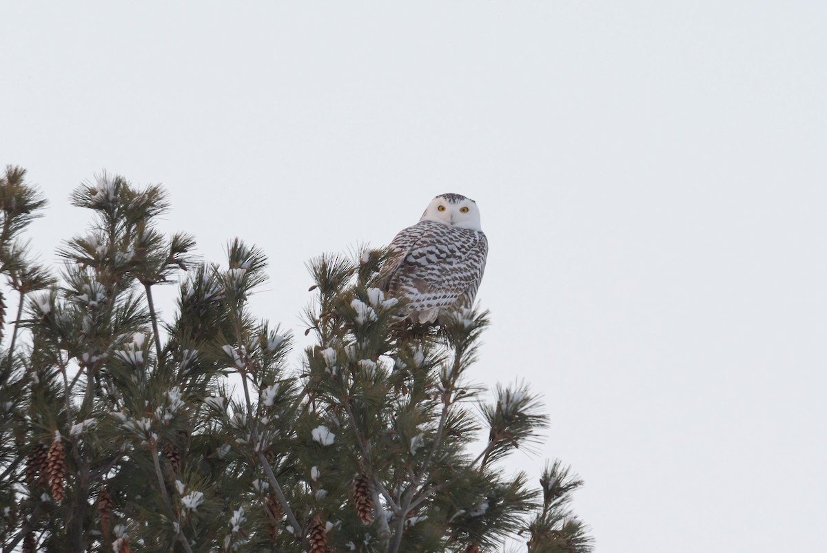 Белая сова - ML646986665