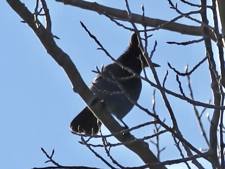 Steller Kargası - ML646986667