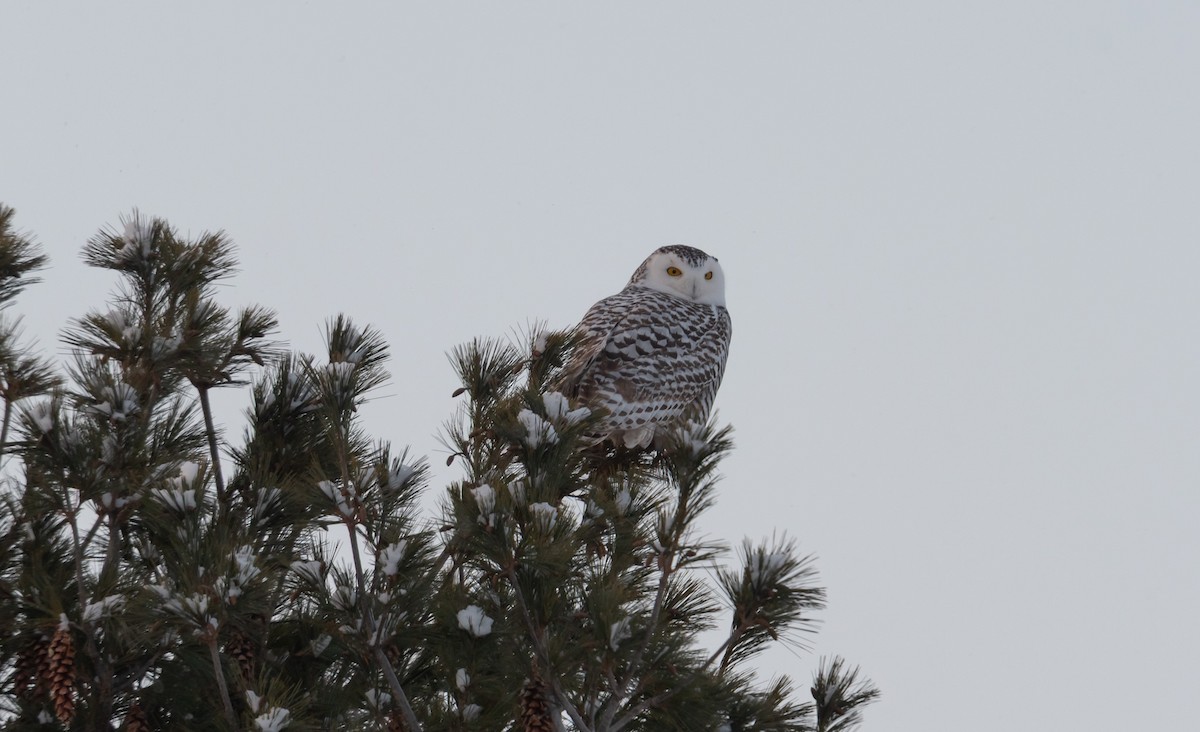 Белая сова - ML646986670