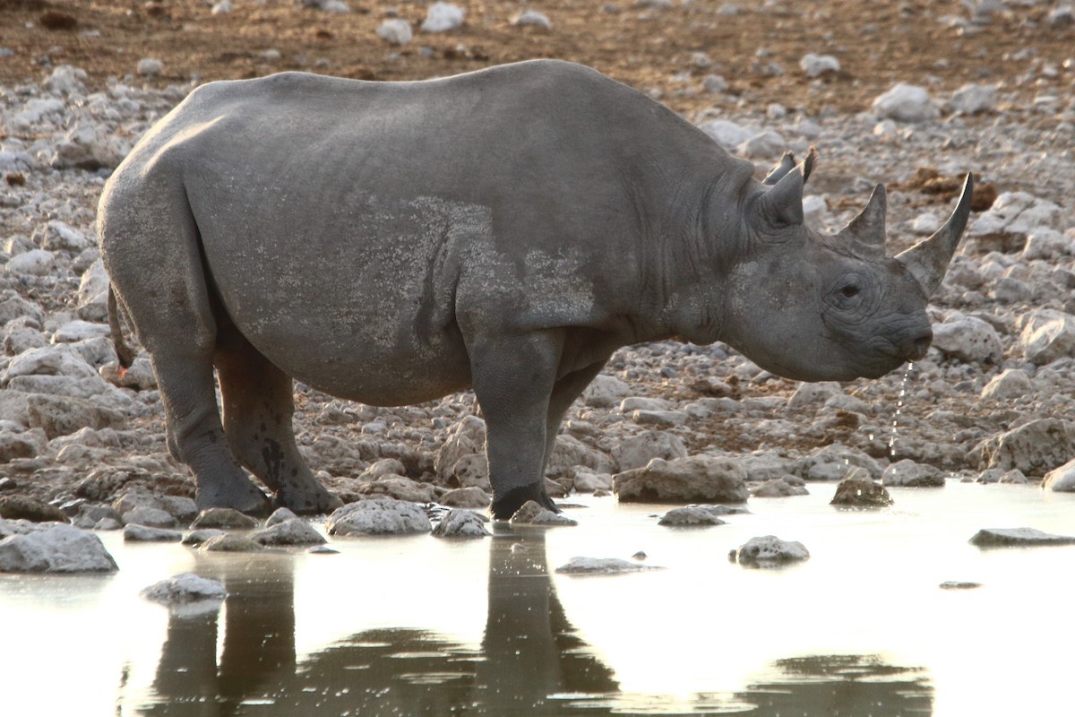Black Rhinoceros - ML646986671
