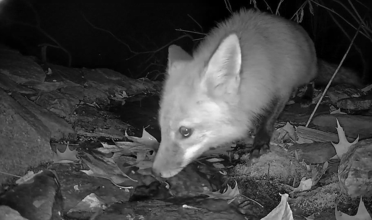 動物界 - ML646986672