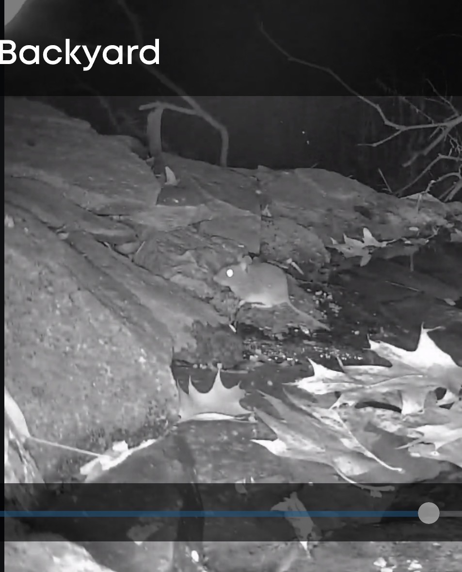 動物界 - ML646986673