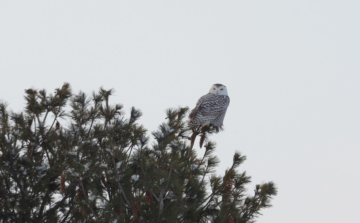 Белая сова - ML646986674