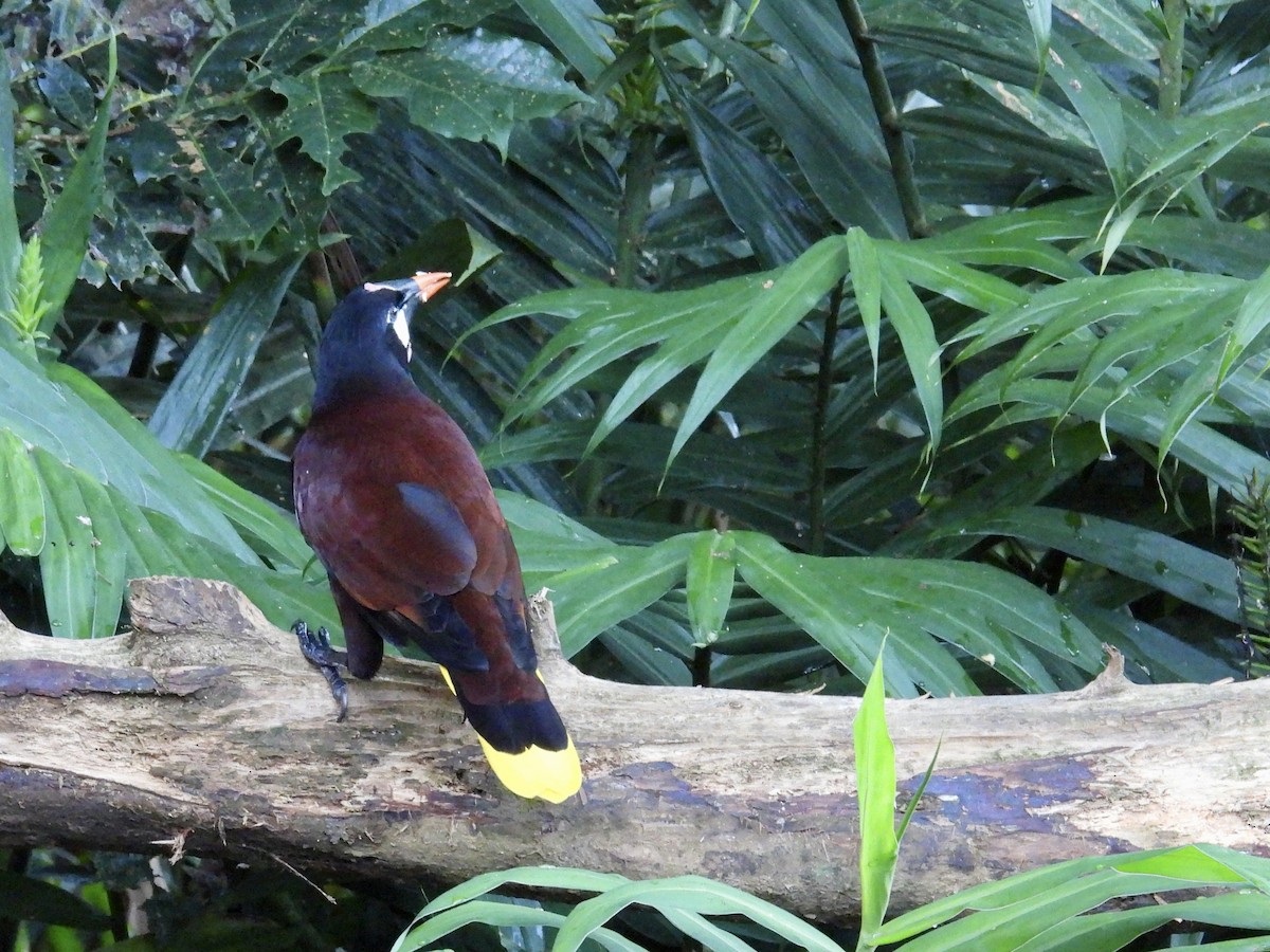 Montezuma Oropendola - ML646986677