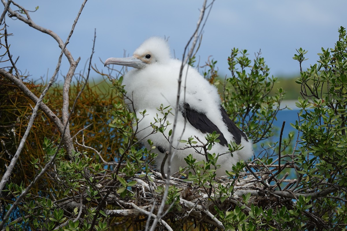 fregatka obecná - ML646986680