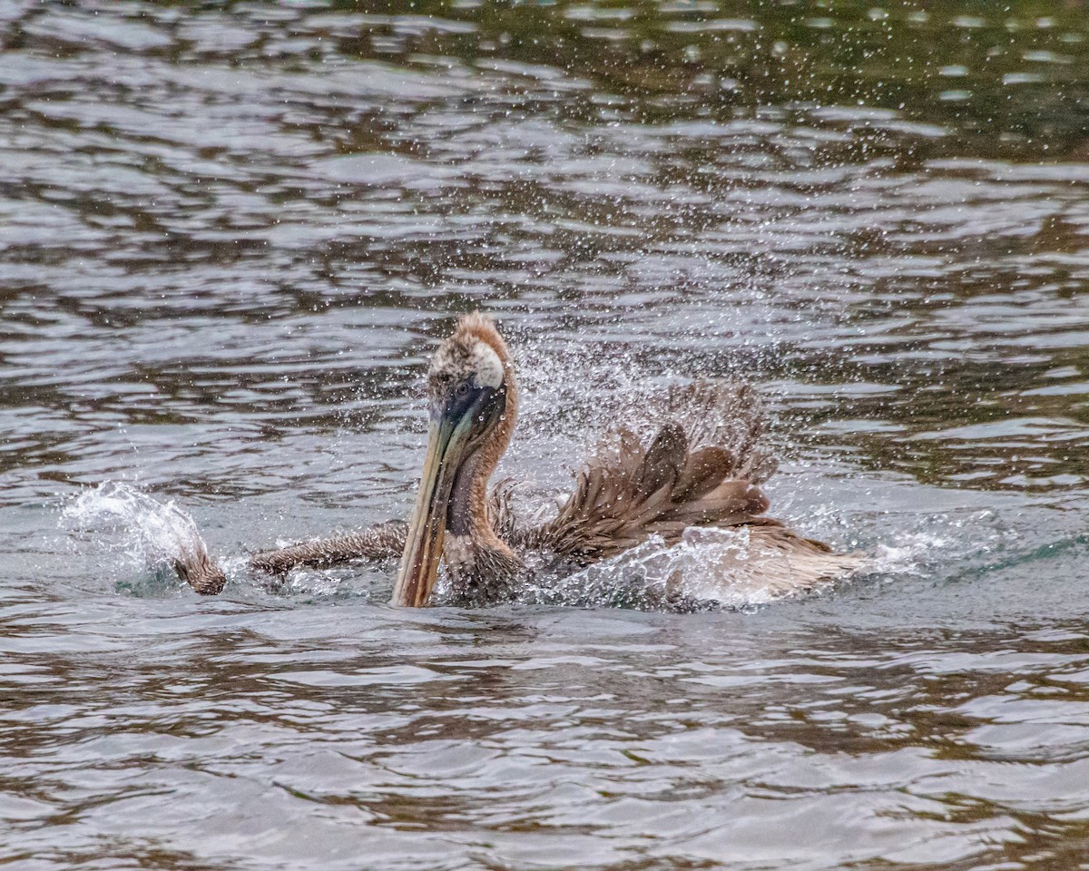 Brown Pelican (Galapagos) - ML646986681