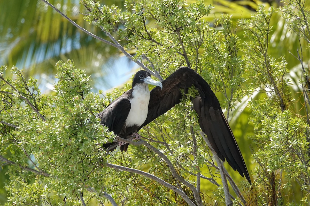 fregatka obecná - ML646986682