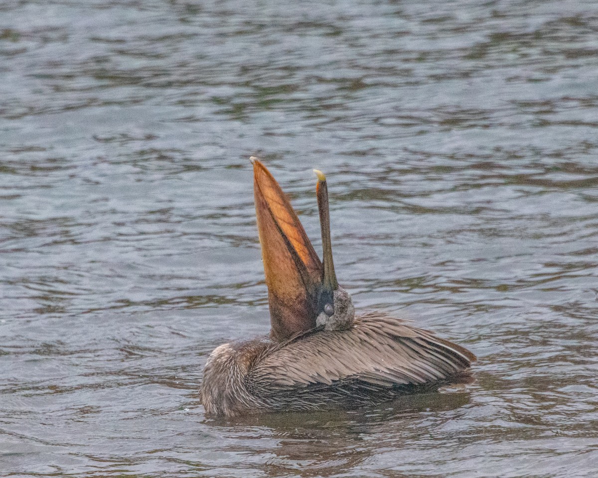 Brown Pelican (Galapagos) - ML646986684