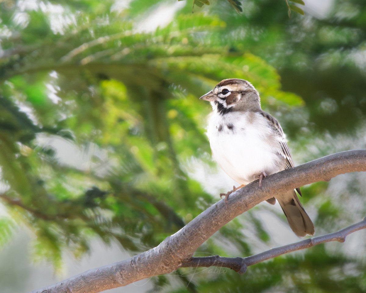 Lark Sparrow - ML646986685
