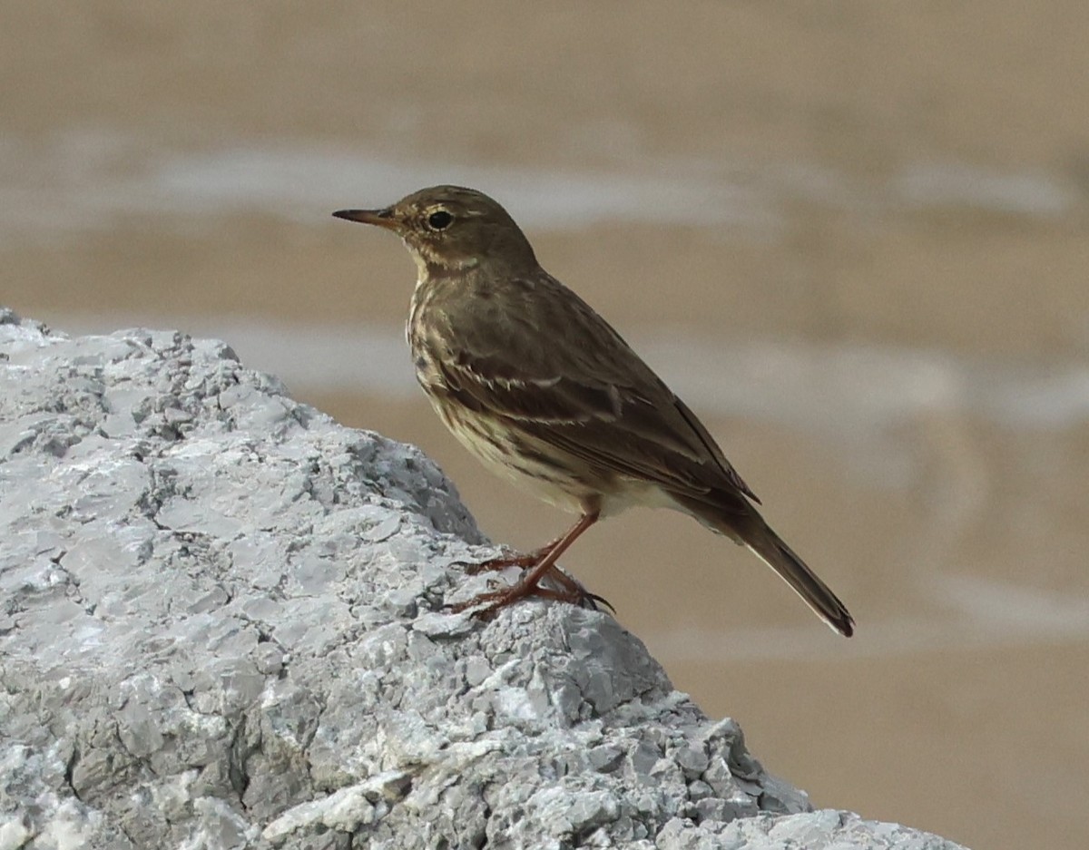 linduška skalní - ML646986686