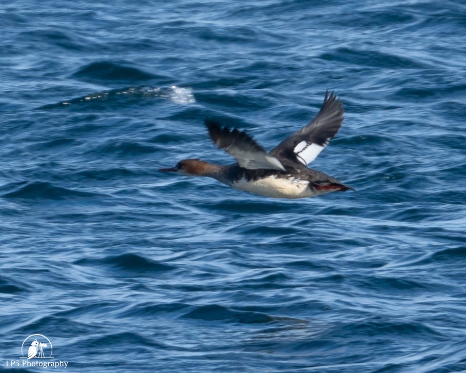 Smergo minore - ML646986687