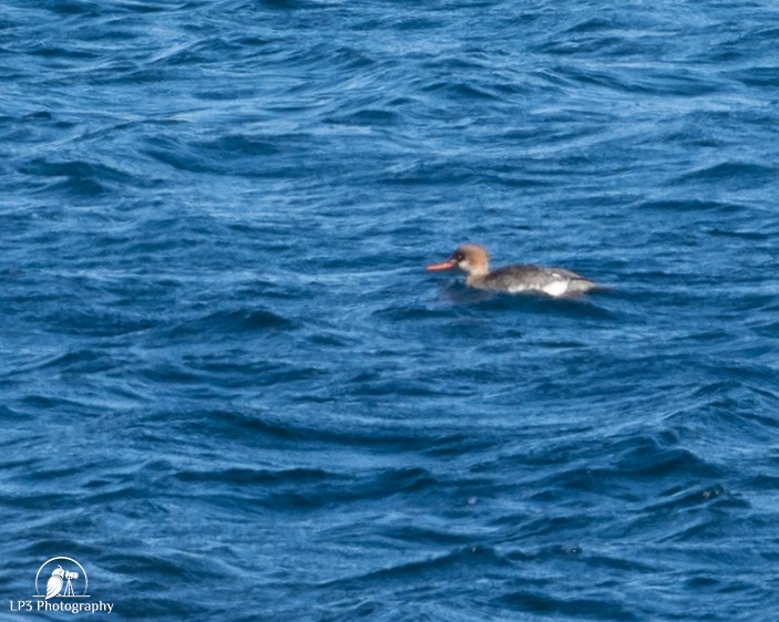 Smergo minore - ML646986688