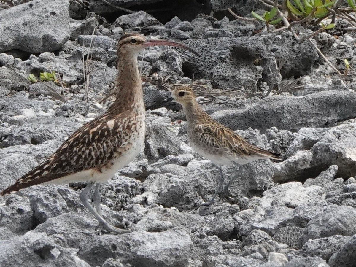 Pacific Golden-Plover - ML646986689