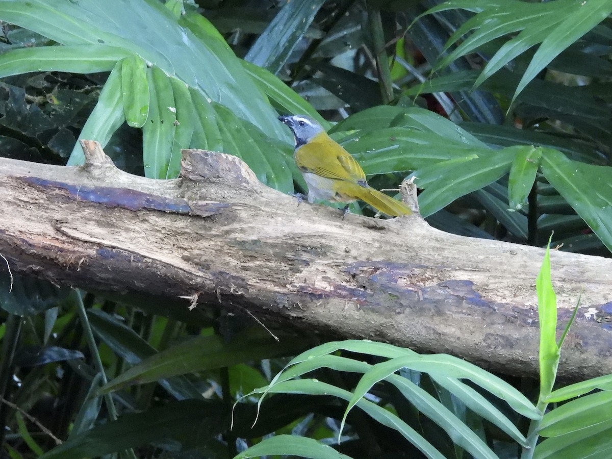 Buff-throated Saltator - ML646986691