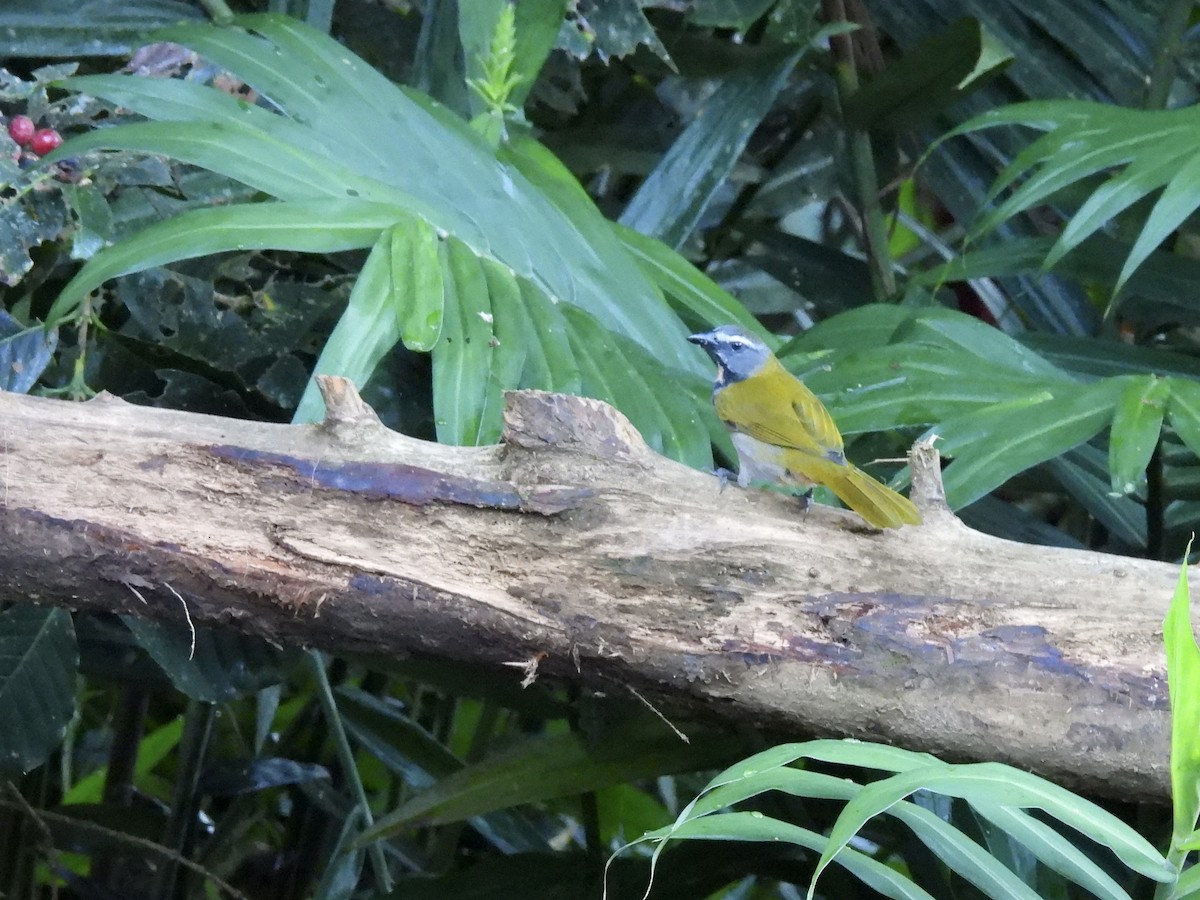 Buff-throated Saltator - ML646986692