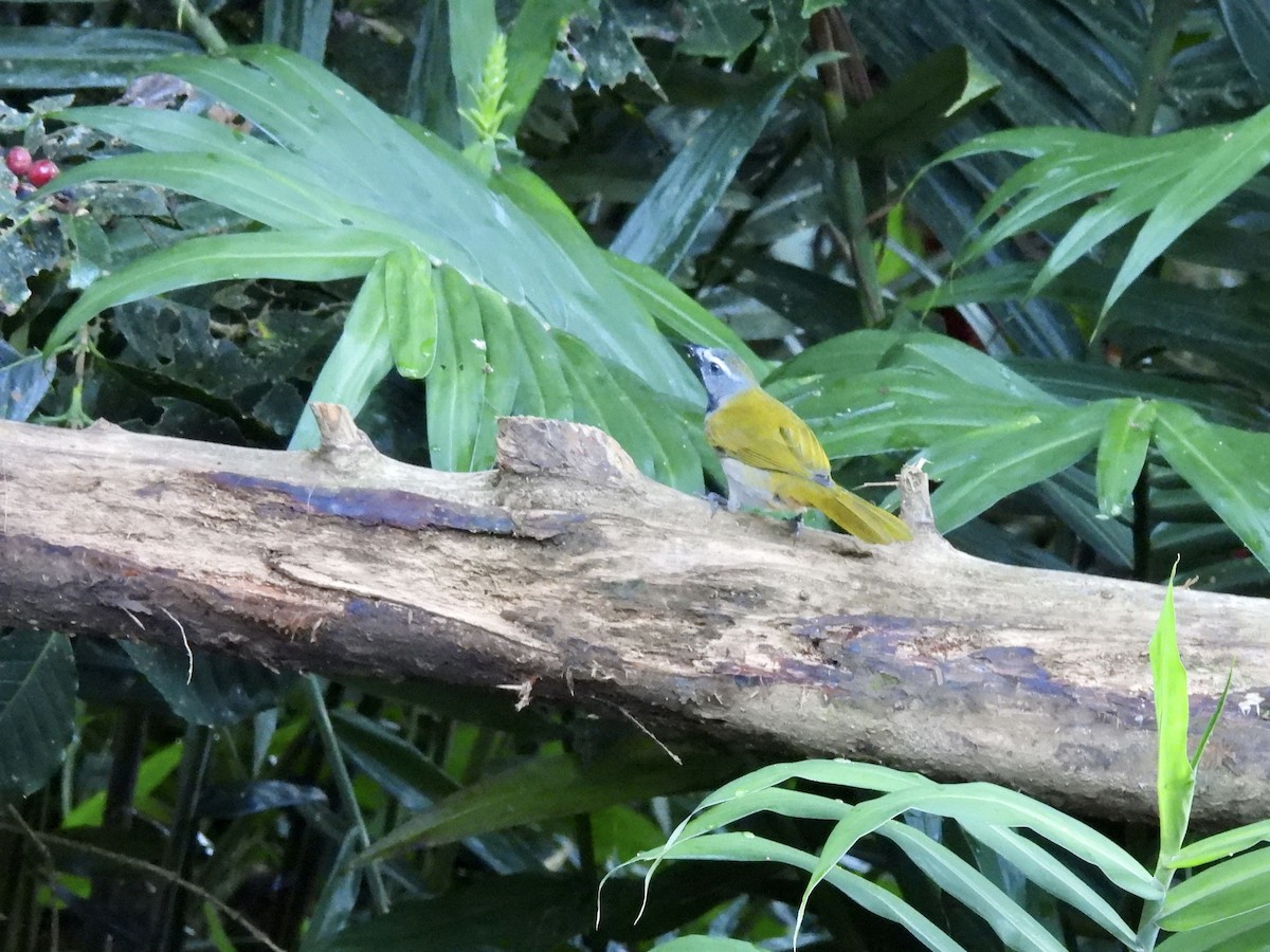 Buff-throated Saltator - ML646986693