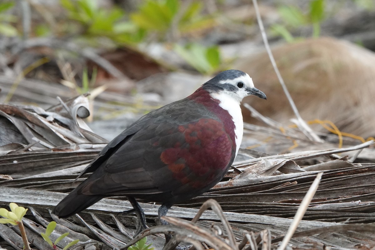 Polynesian Ground Dove - ML646986694