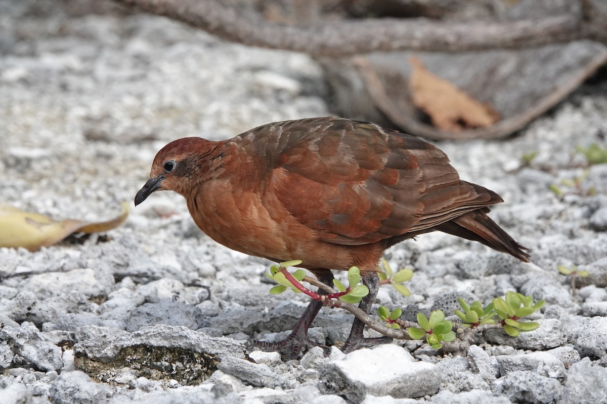 Polynesian Ground Dove - ML646986695