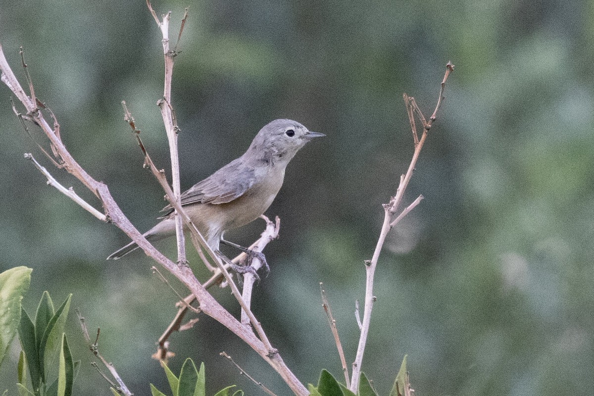 Paruline de Lucy - ML646986696