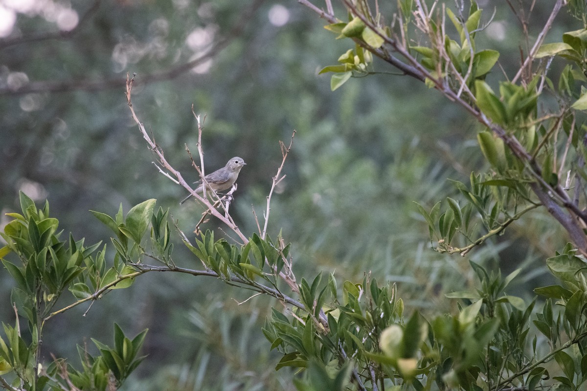 Paruline de Lucy - ML646986697