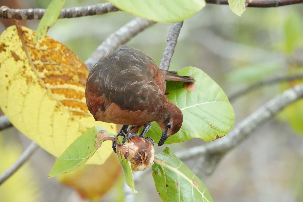 Polynesian Ground Dove - ML646986698