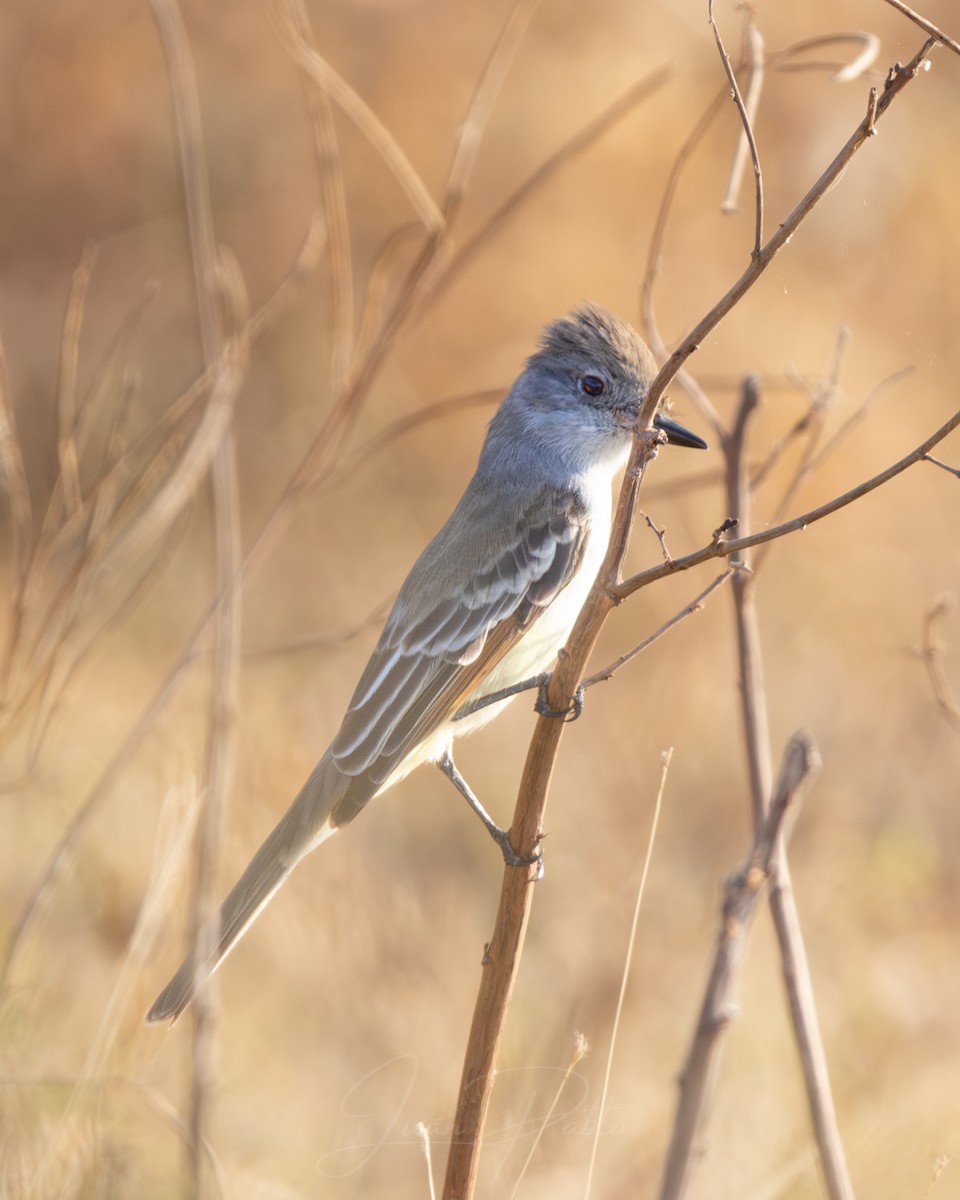 Brown-crested Flycatcher - ML646986700