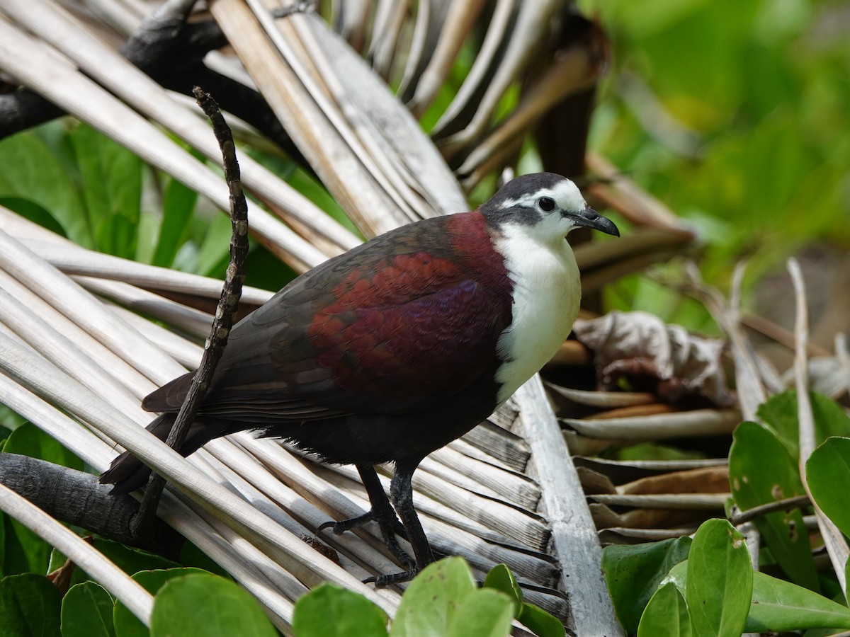 Polynesian Ground Dove - ML646986701