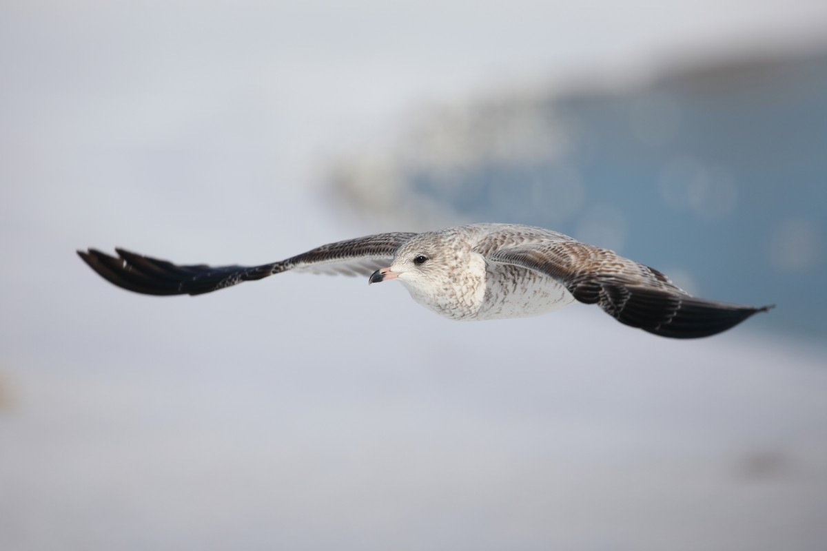 ringnebbmåke - ML646986706