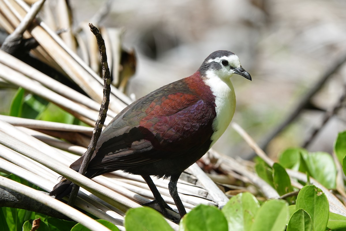 Polynesian Ground Dove - ML646986707