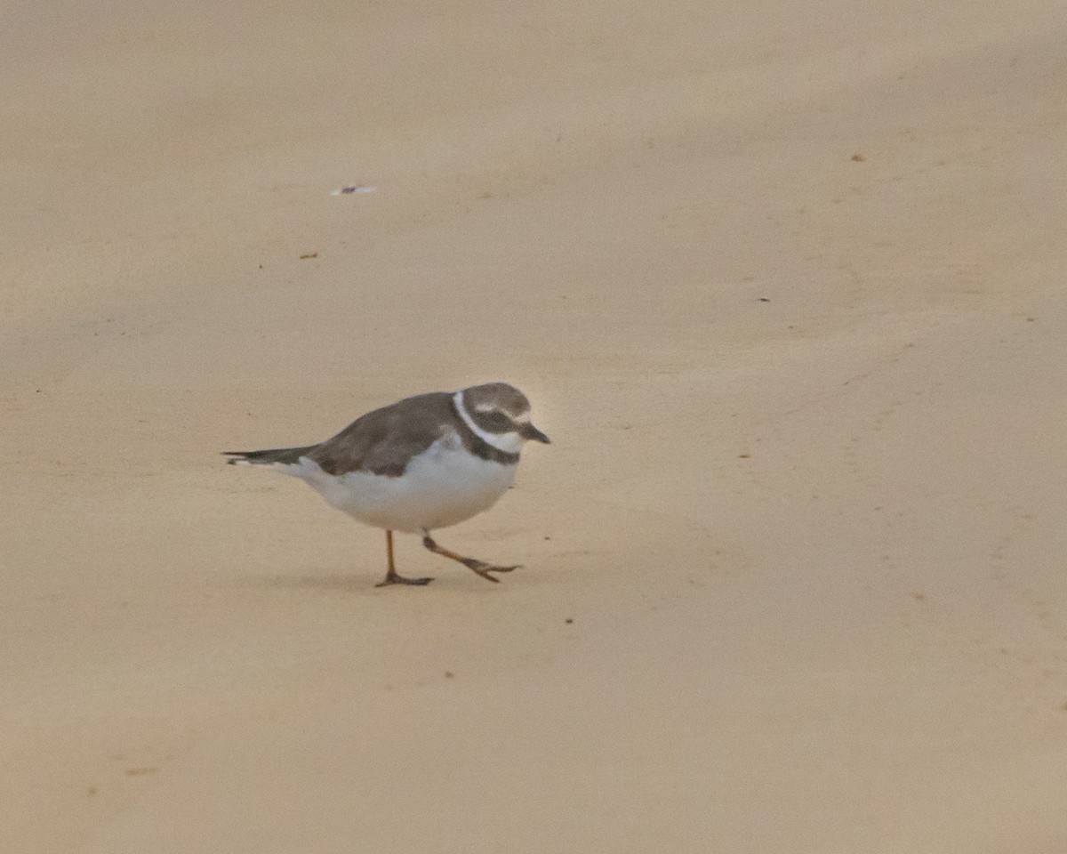 Semipalmated Plover - ML646986708