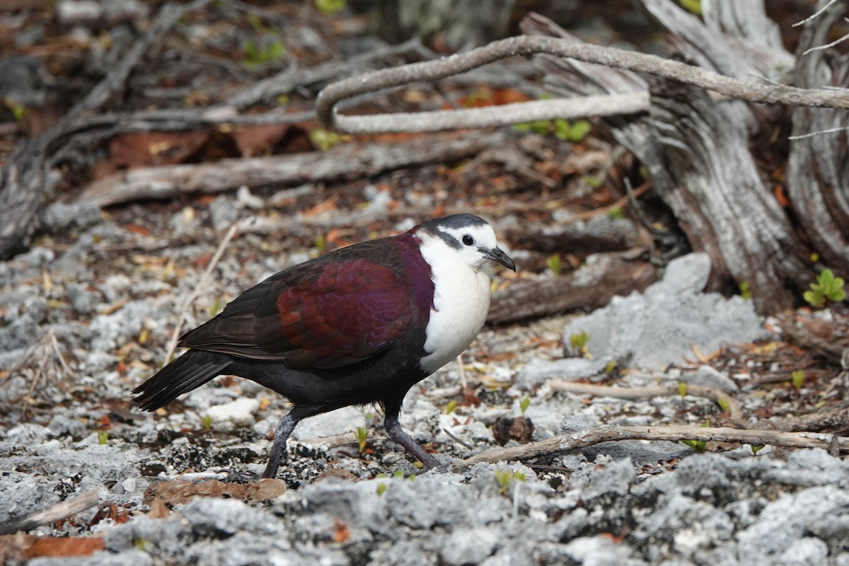 Polynesian Ground Dove - ML646986709