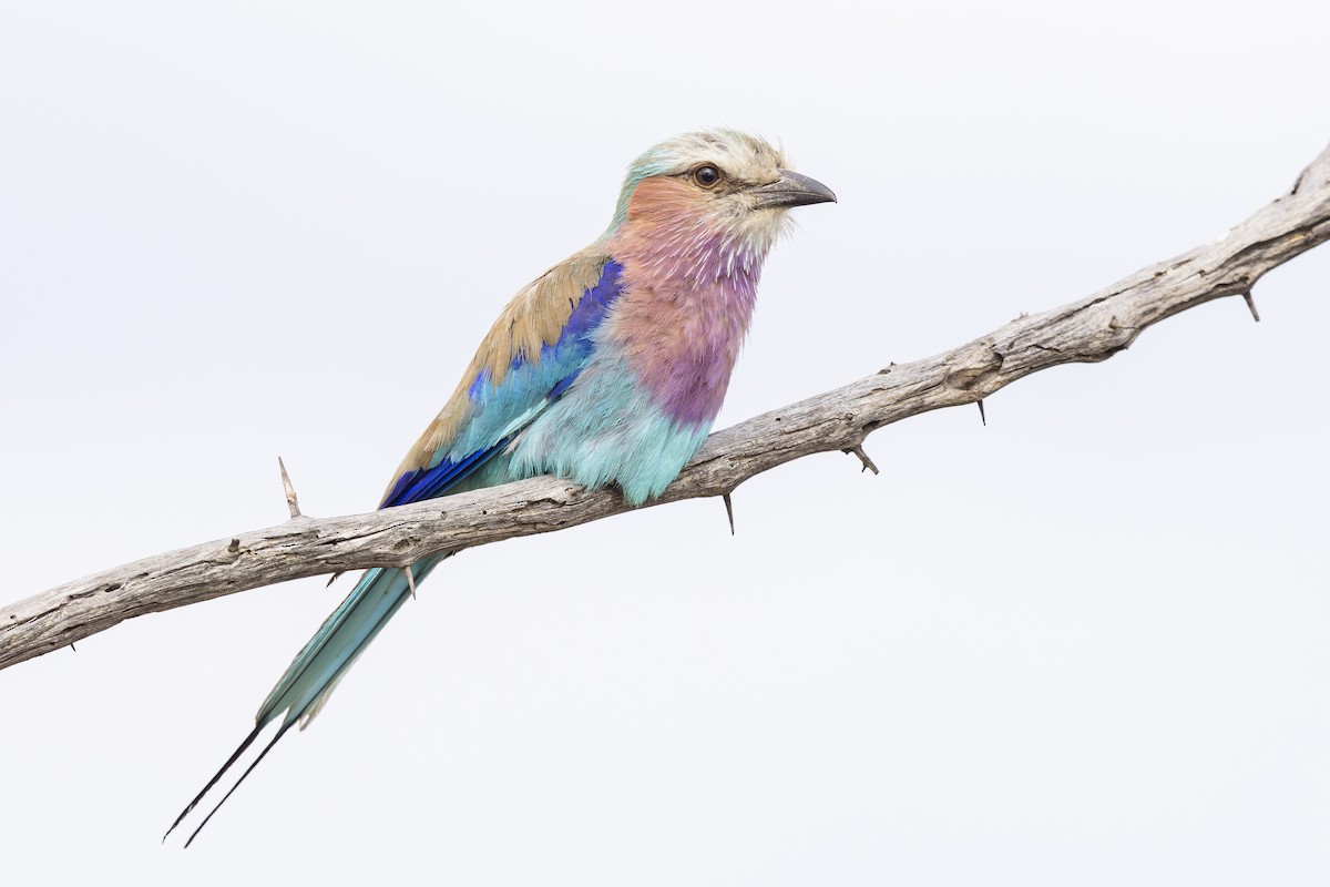 Лиловогрудая сизоворонка - ML646986710