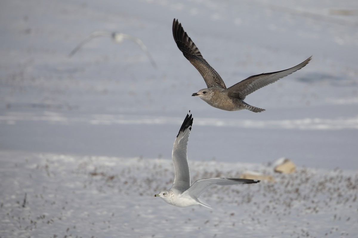 amerikagråmåke - ML646986713