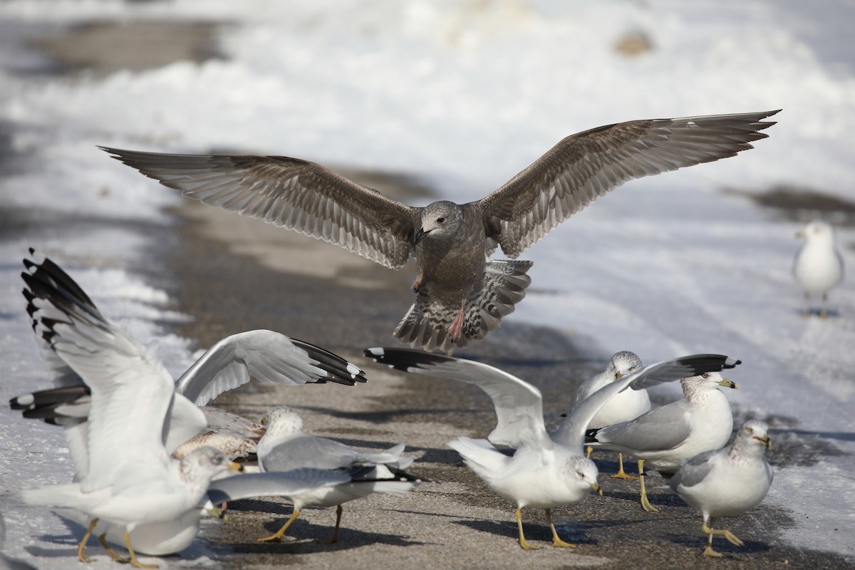 amerikagråmåke - ML646986714