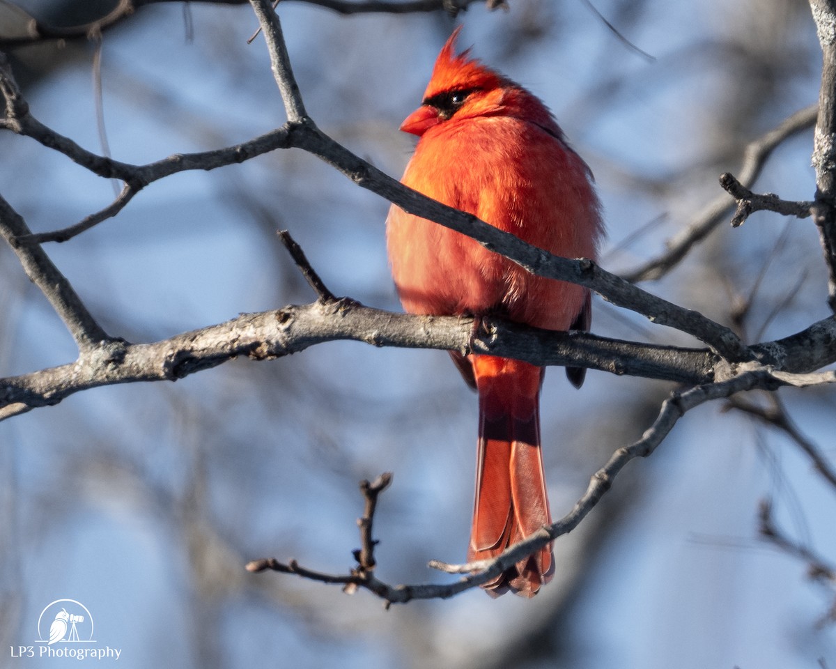 Northern Cardinal - ML646986717